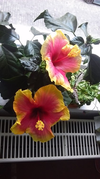 IMAG0546.jpg