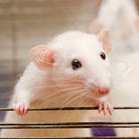 Ratinacage
