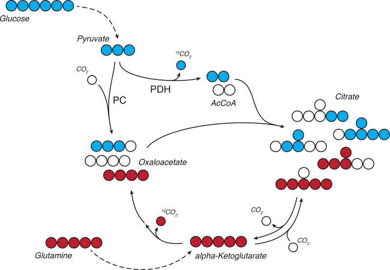 Acetyl-CoA-Glucose-Glutamine-Citrat.jpg.8d727889bd9c75f64bede5e9fe9094ec.jpg