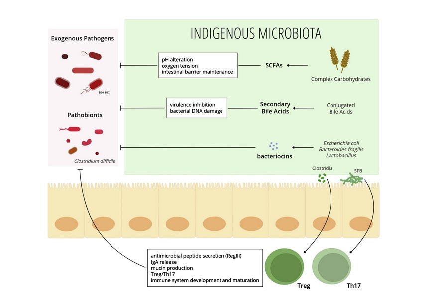 Das einheimische Mikrobiom und sein Schutz gg. pathogene Keime