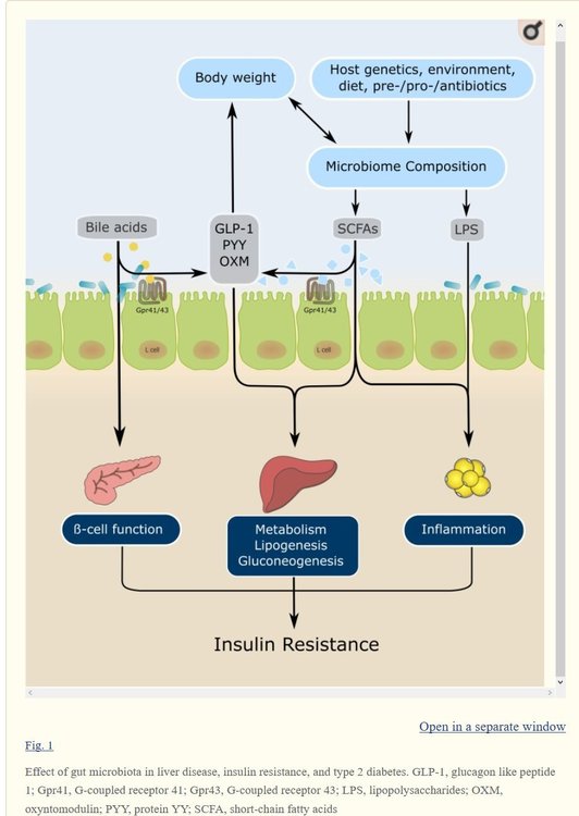 Gewicht-Stoerfaktoren-Mikrobiom-Insulinresistenz.thumb.jpg.cf43e63678a01eaa932a935316501e49.jpg