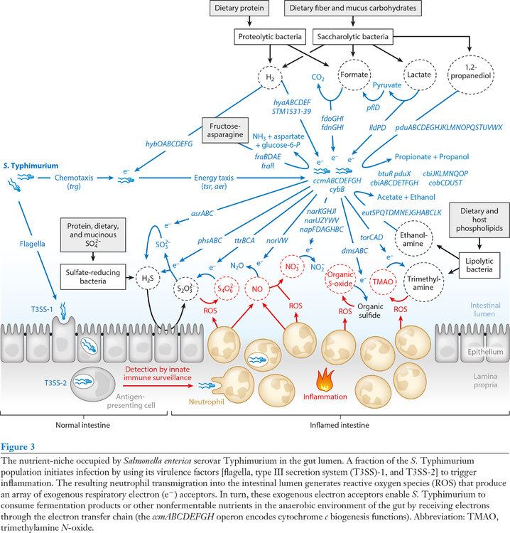 Inflamed-intestine-by-Salmonella.thumb.jpg.36f942db10f761c7d4d23186120a5109.jpg