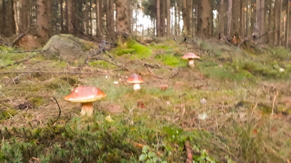 IMG-20190928-WA0010.jpg