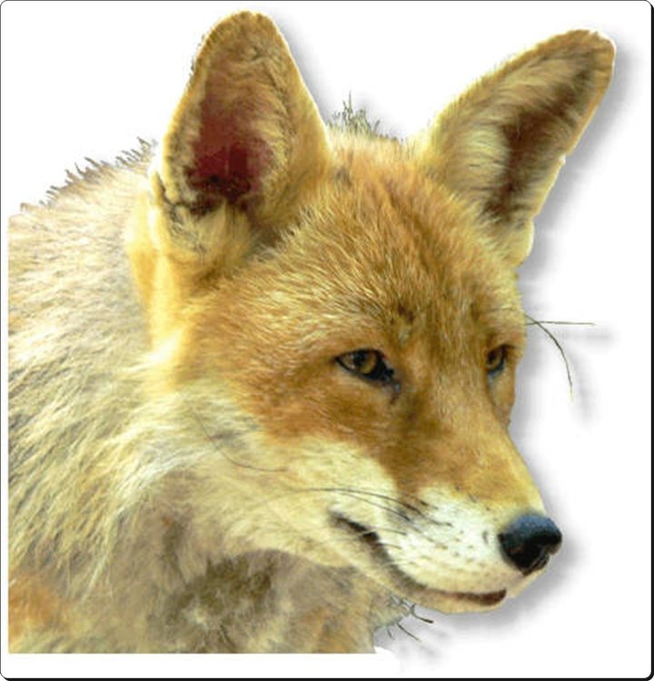 rotfuchs.jpg