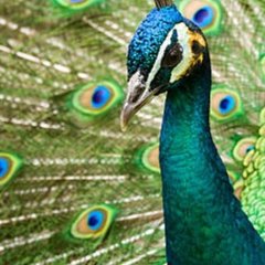Peacock