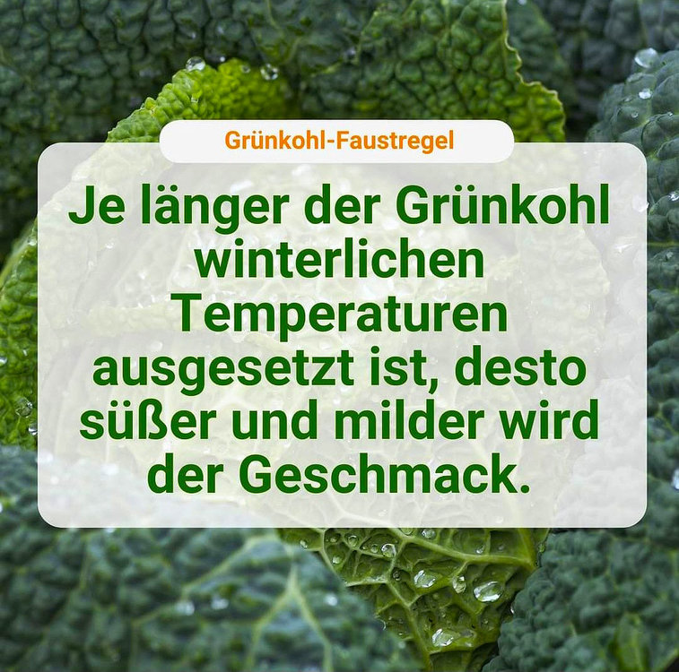 Grünkohl.jpeg