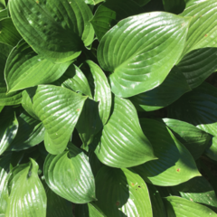 Hosta