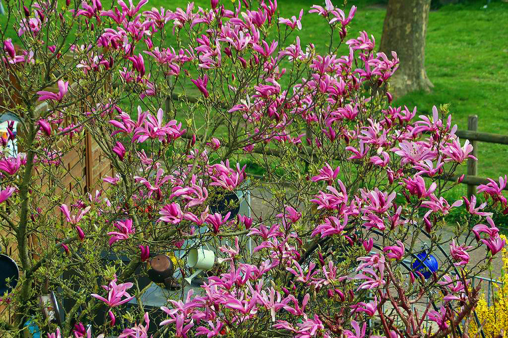 Purpur Magnolie.jpg
