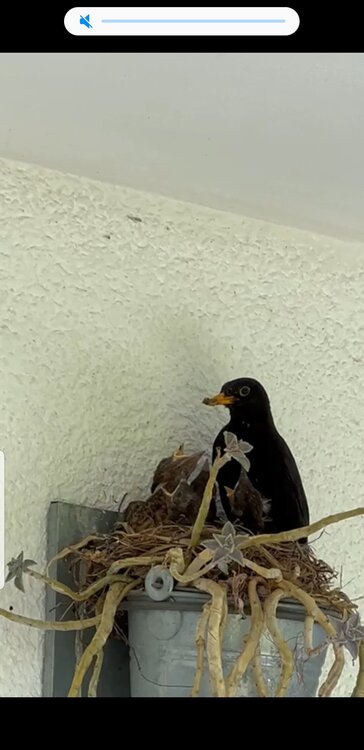 Screenshot_20230611-134333_Video Player.jpeg