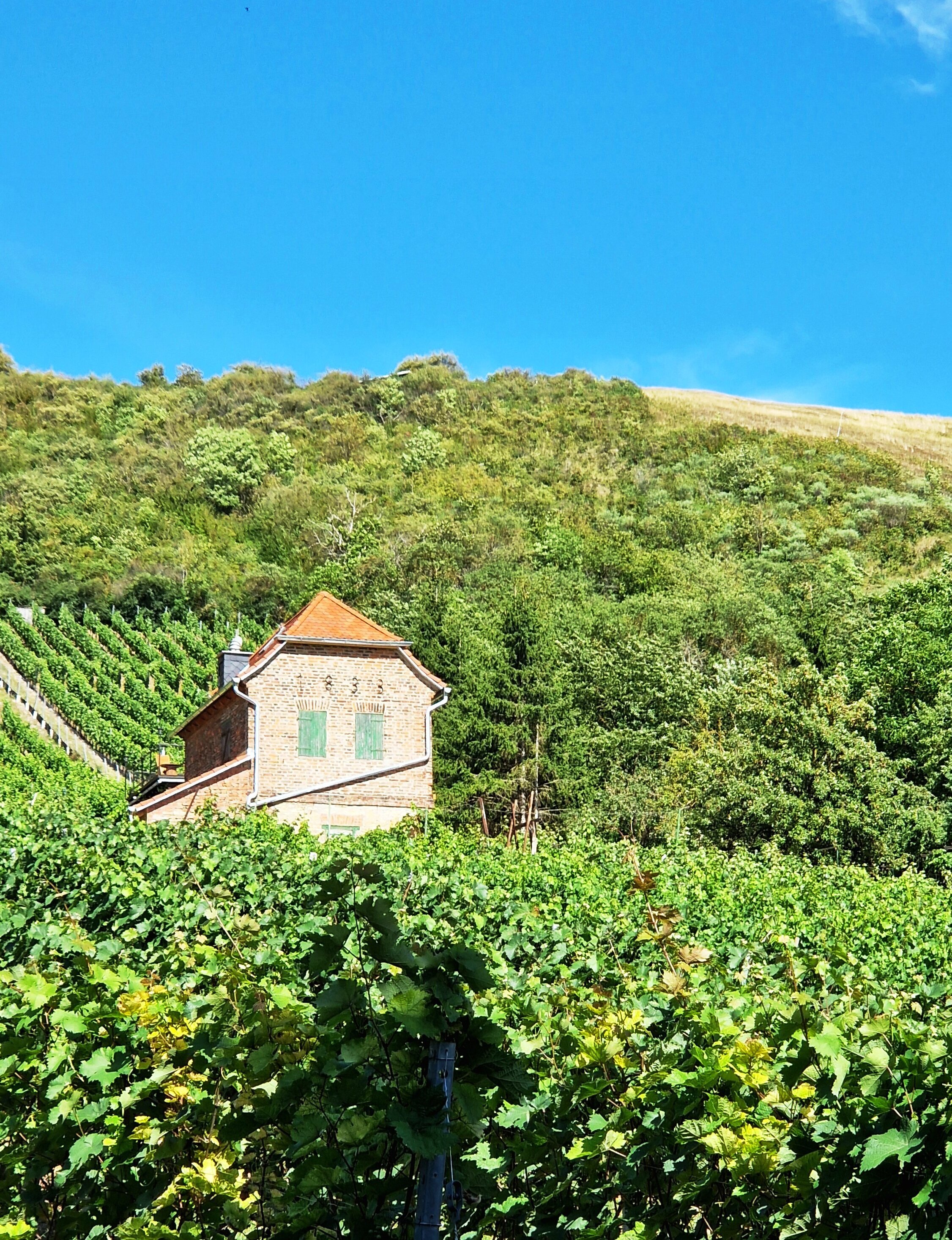 Kindheitserinnerungen im 🍇Berg