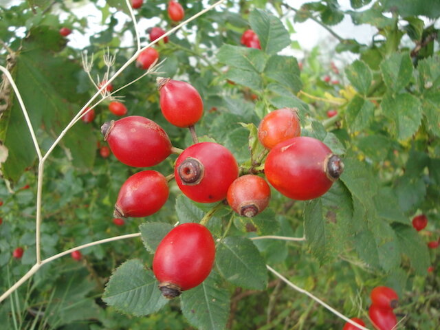 DSC08907.JPG
