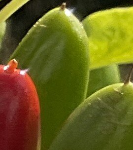 IMG_0668.jpg