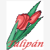 Tulipan