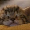Lilliput