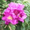 Klitrose