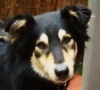 Rudi Hund