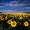 Sonnenblume_83