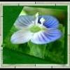 Liese