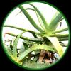 Hopskin